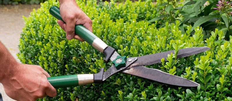 Hecke schneiden mit mechanischer Heckenschere