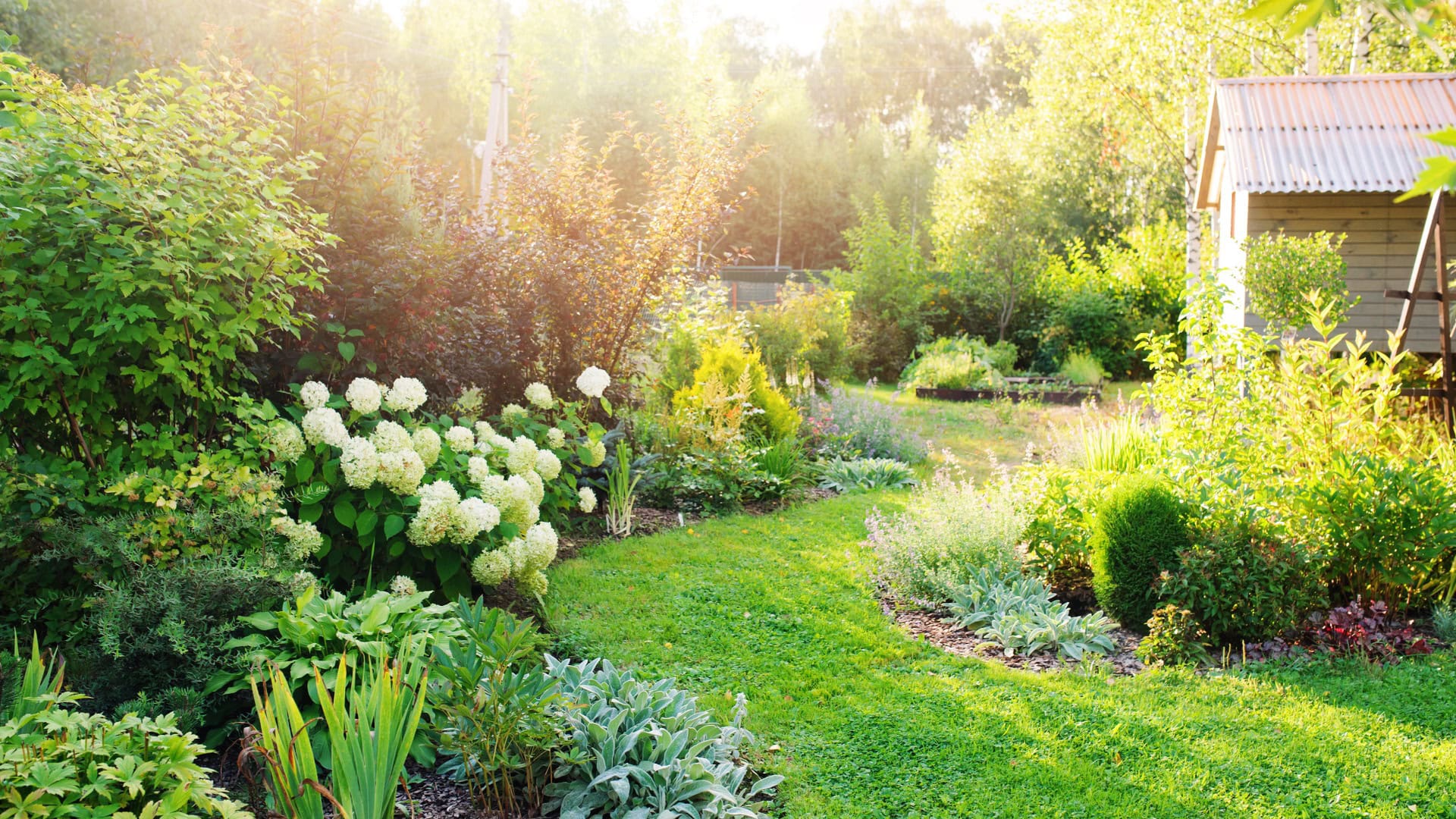 Sommerlicher Privatgarten mit blühender Hydrangea Annabelle. Geschwungene Rasenkante, schöner Weg. Landschaftsgestaltung im englischen Cottage-Stil.