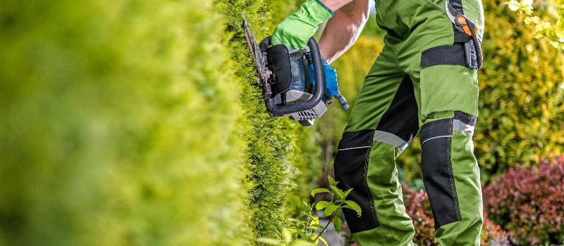 Trimmen der grünen Gartenmauer