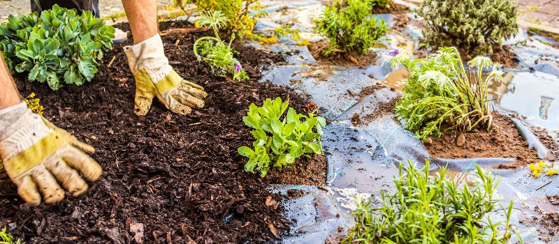 Verlegung von Unkrautbekämpfungsgewebe und Rindenmulch in einem Wohngarten zur Kontrolle der Unkrautausbreitung